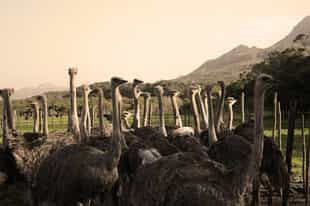 Meet the residents of Cape Point Ostrich Farm