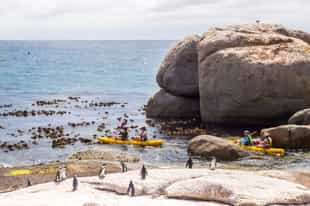 Kayak with penguins at False Bay, Cape Town