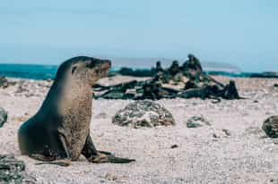 Take a tour of the small islands of Tintoreras