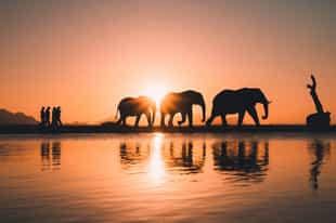 Take an immersive bush walk through Kapama