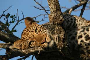 Search for Karongwe's elusive cats on a game drive