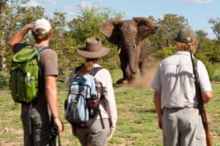Discover Klaserie's wildlife sanctuary on foot