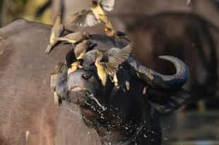 Search for the incredible birdlife of Klaserie