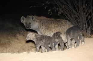 See Makalali's unique critters on a night drive