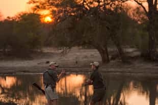 Embark on a guided walking safari in Manyeleti 