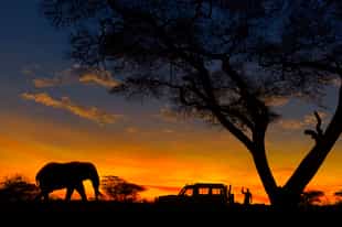 Experience the wildlife in Northern Kruger at dusk