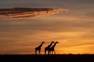 Spot Manyeleti's wildlife on a guided night drive