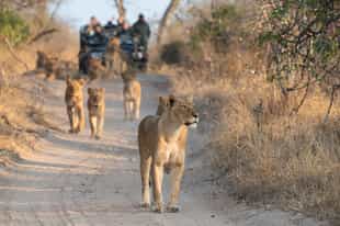 Spot epic wildlife on a game drive in Sabi Sands