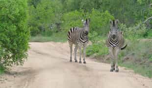 Take a guided walk through the Sabi Sands bush