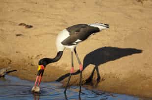 Spy birdlife of every colour & kind in Sabi Sands