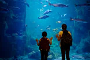 Visit Cape Town's Two Oceans Aquarium