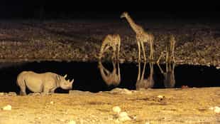 Take a night drive through the Southern Kruger