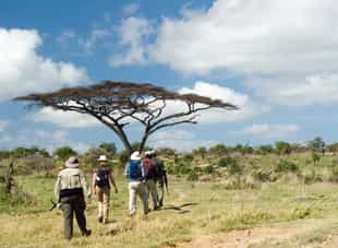 Head out to discover Thornybush on foot