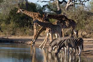 Spot the wildlife in Timbavati on a game drive