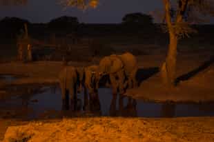 Take a thrilling night drive through Karongwe