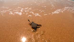 Witness turtle hatching along Príncipe's coast