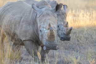 Visit the Community Rhino Conservation Initiative