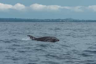 Spot whales, dolphins and orcas in Príncipe