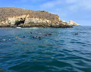Spot sea lions and penguins at Palomino Islands