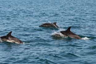 Spot marine life around Tofo, Inhambane