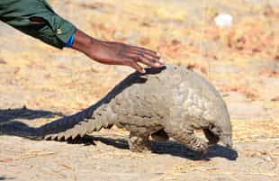 Visit Gorongosa's pangolin rescue centre