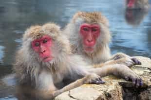 See Japanese monkeys bathing in the hot springs