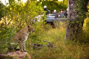 Spot the big 5 of Sabi Sands on a game drive
