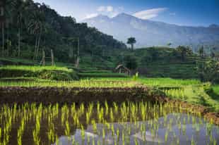 Take a hike through the rice terraces of Senaru