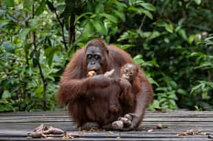 Visit Camp Leakey in Tanjung Puting National Park