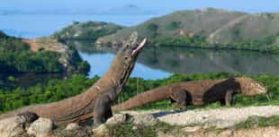 Monitor & Learn about Komodo dragons in Indonesia