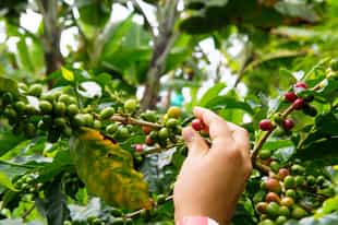 Go on a coffee farm tour in Medellin