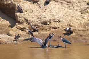 Learn about the Kenya Bird Map project