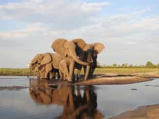 Visit the Elephant Havens Wildlife Foundation