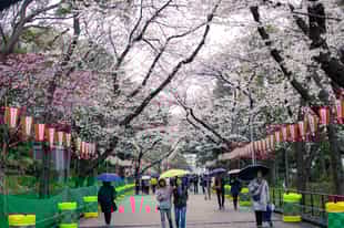 Discover the many attractions of Ueno Park, Tokyo