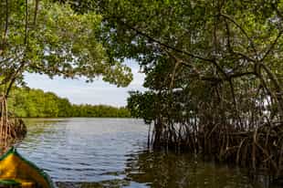 Explore Cartagena's mangrove forests on a canoe 