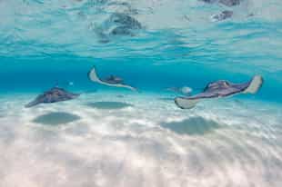 Go Snorkeling / Kayaking in Post Office Bay 