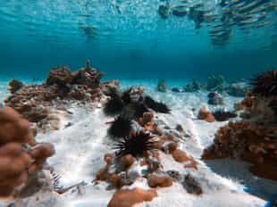See the underwater life in Mosquera Island