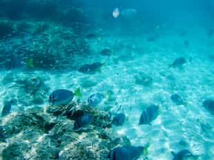 Go snorkeling around Sombrero Chino Island