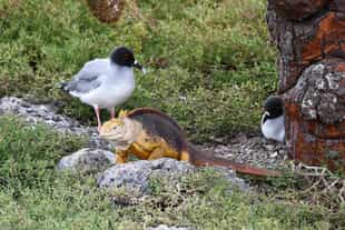 See the wildlife of Genovesa Island on a boat ride