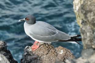 See the birdlife of Darwin Bay, Genovesa Island