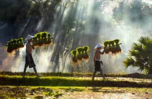 Experience farming activity in the rice fields