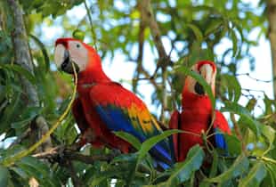 Try the tropical bird adventure in Collpa Chuncho