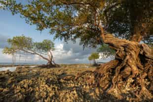 Discover the unique islands of the Andaman Islands