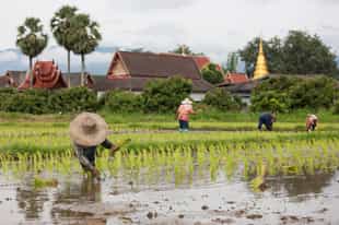 Visit a rice farm in Chiang Mai