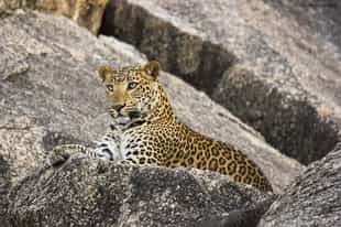 Spot leopards on a game drive in Rajasthan