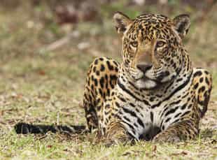 Meet the cats of the Onçafari conservation