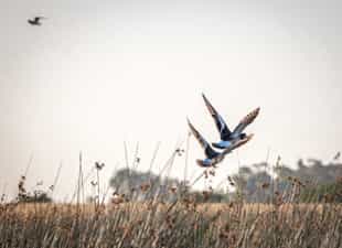 Spot the  birds in La Bandada with a guide