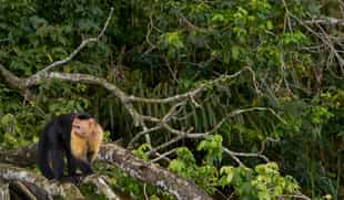 Explore the wonders of Soberania National Park