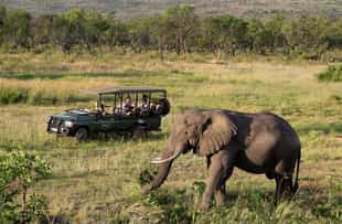 Find the animals of Welgevonden on a game drive