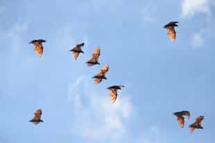 Spot the flying foxes of Komodo 